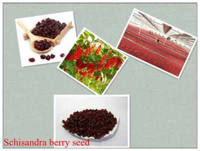 China Schisandra chinensis （Turcz.）Baill,Schisandra sphenanthera Rehd. et Wils.Chinese magnoliav for sale