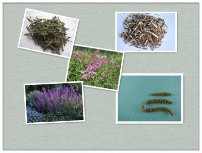 China Spica Schizonepetae,Fineleaf Schizonepeta Herb,Herba Schizonepetae ,ching-chieh for sale