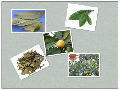 China Loquat Leaf,folia eriobotryae,Pi pa ye for sale