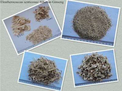 China Eleutherococcus senticosus，Siberian Ginseng（root ,stem,leaf and slice ,whole and powder） for sale