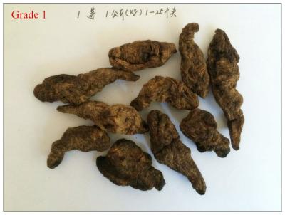 China Chinese Fox-Glove Root,Rhizoma rehmanniae,Rehmannia glutinosa Libosch. for sale