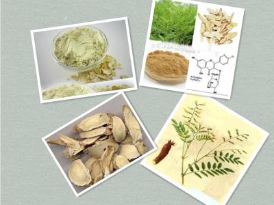 China Dried Astragalus root powder ,Crude Astragalus root powder for sale