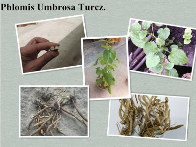 China Phlomis umbrosa Turcz root,Phlomis umbrosa Turcz powder for sale