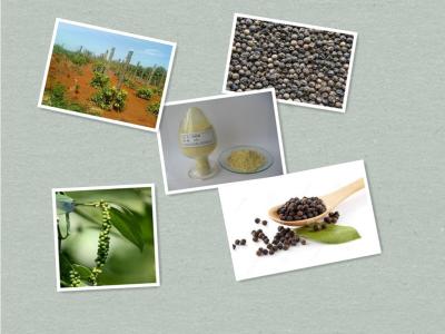 China Peperine,black pepper extract for sale