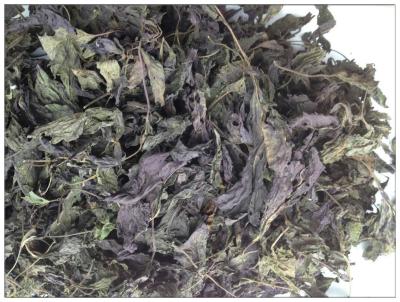 China Folium Perillae Leaf,perilla leaf，purple operilla leaf for sale