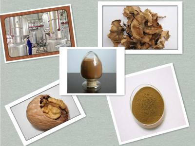 China Black Walnut Extract, Walnut extract,Semen Julandis extract for sale