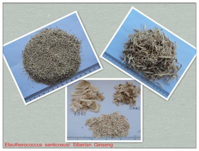 China Eleutherosides B+E 0.8% Natural Siberian Ginseng Root Extract Powder for sale