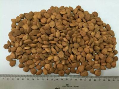 China Nuts& Kernels :Bitter Apricot Kernels &Debitterizing Apricot kernels for sale