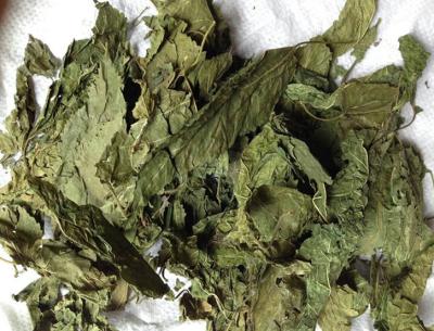 China Dry Mulberry Leaf,Mulberry leaf powder,Mulberry leaf extract,Folium Mori leaf for sale