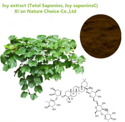 China Ivy extract,Hederahelix L for sale