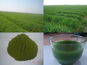 China 100% natural Bayley  grass powder,Organic Barley Grass powder,High quality Barley GrassPowder for sale