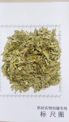 China Senna leaf extract,.Dry Cassia angustifolia vahl Leaf,  100% Dry Senna leaf Powder for sale