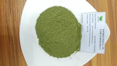 China 100% pure Moringa oleifera powder for sale