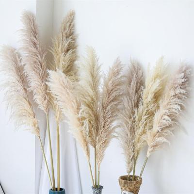 China Wedding Party Shop Decoration Wholesale Boho Pampas Grass Home Bouquet Wedding Home Decor Flowers Pampas Dry Grass Preserved Natural Flower Pampas Pompas Grass for sale