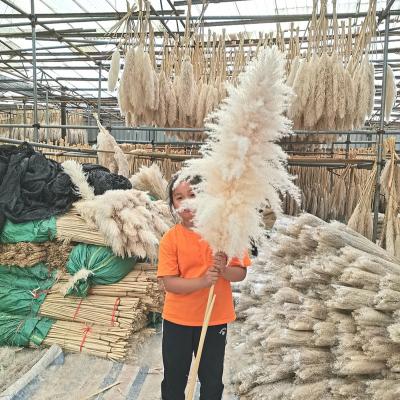 China Natural Dry Pampas Grass Natural Preserved Dry Pampas Grass Boho Flowers Wedding Decor Large Plume Wholesale Decor Dry Pampas Grass Flower Real For for sale