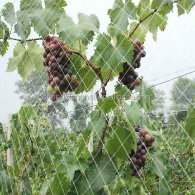 China Fruit tree/vineyard/garden/vegetable wholesale HDPE bird net/bird trapping /plastic protection tree plastic bird net for sale