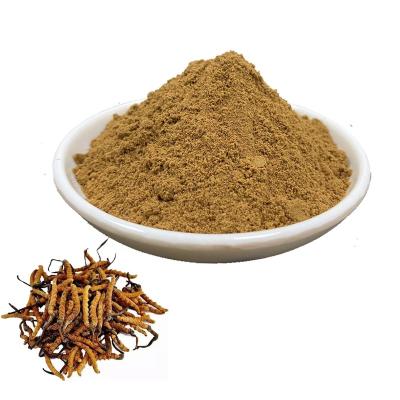 China Health Food ISO Certification Factory Supply Cordyceps Sinensis Extract By Means Of High Quality And Most Favorable Price for sale