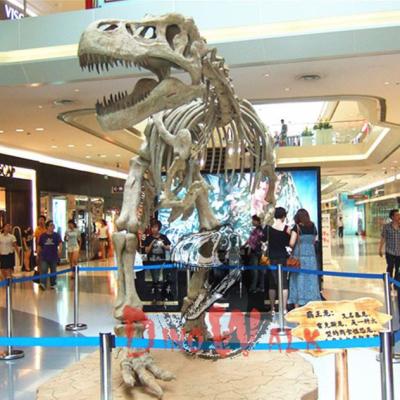 China Exhibits in the exterior & Brachiosaurus Dino0261 Indoor Dinosaur Main Fossil For Sale for sale