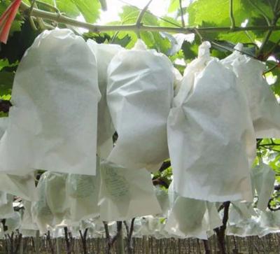 China Anti-bacteria Spunbond PP Nonwoven Fabric For Agriculture Protection for sale