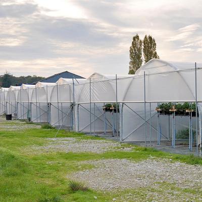 China Stable Structure Easily Assembled Plastic Skyplant Tunnel Greenhouse For Sale Indoor Agricultural Greenhouse for sale