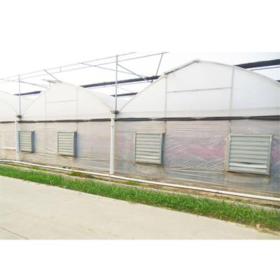 China Multi-Span Anti Aging Plastic Film Greenhouse For Vegetables / Cucumber Hydroponic Straweberry Growing for sale