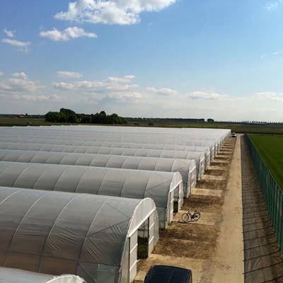 China Easily Assembled Steel Frame Galvanized Single Span PE Film Greenhouse For Agriculture Low Cost Tunnel Greenhouse for sale