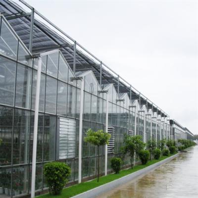 China Venlo Venlo Type Multi Span Commercial Glass Flower Greenhouses Used for sale