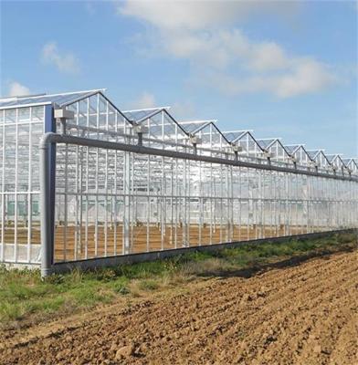 China Agriculture Planting Agriculture Venlo Multi Span Hydroponics Glass Greenhouse for sale