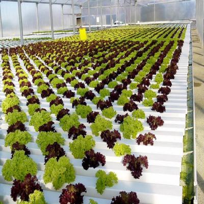 China Commercial PVC-U Skyplant Agriculture Greenhouse Flat Hydroponics Hydroponics System for sale