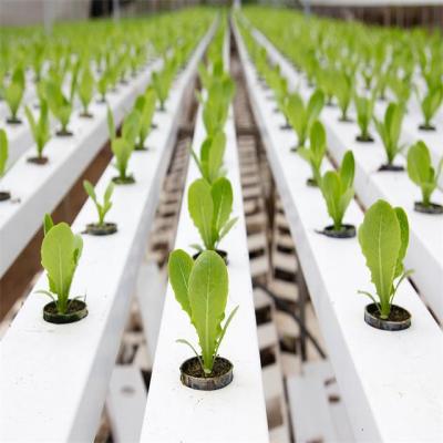 China Greenhouse /garden /home Greenhouse Agricultural Flat Hydroponics Commercial Hydroponics for sale