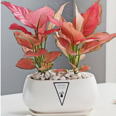 China Minimalist wholesale succulent potted plant planting ceramic pot for succulent flower pot for sale