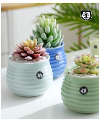 China Decorative Flower Pot Mini Succulent Planter Flower Minimalist OEM Promotional Table Sticker Pots For Sale for sale