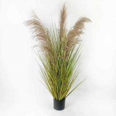 China Wholesale High Simulation Large Small Reed Flower Natural Artificial Dry Fluffy Pampas Grass Dried Pampas Grass for sale