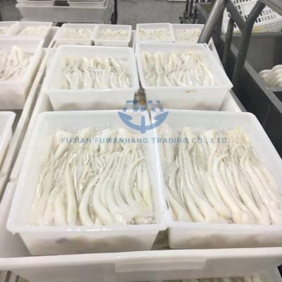 China Wing Squid Fillet Squid Tube Frozen Squid Best of NATURE Seafood Price Calamari Squid for sale