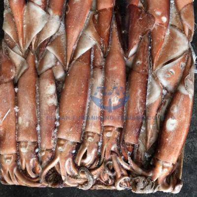 China NATURE New Season Seafood Squid Tentacles Squid Fillet Squid Roe Calamari Frozen Squid for sale