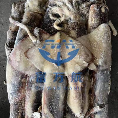 China Nutritious Top Selling Ecuador Squid Calamari Squid Game Whole Round Frozen Seafood for sale