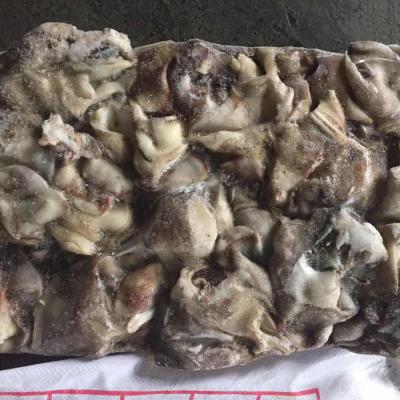 China new arrival cheap nutritious seafrozen squid neck calamari indian squid 2021 for sale