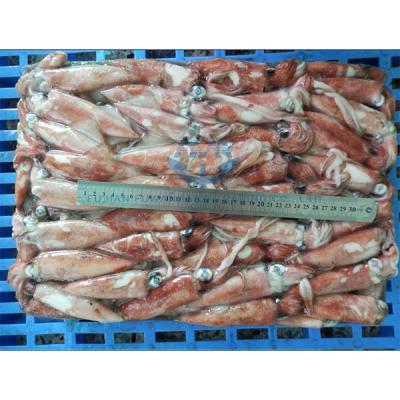 China Wholesale Price Loligo Squid 3-5CM Low Fat Frozen Seafood Calamari For Importer for sale