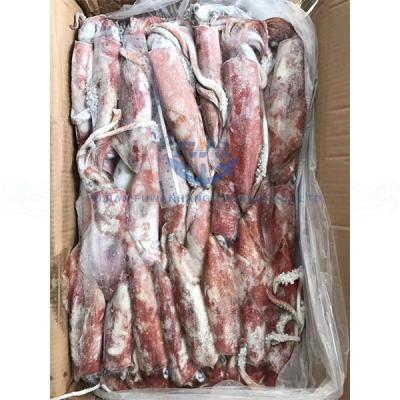 China Wild Caught Low-crab Frozen Squid Loligo Squid Whole Round for sale