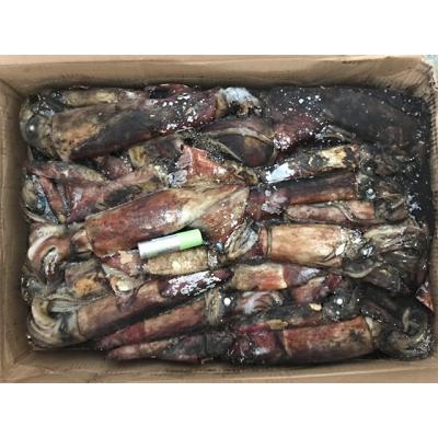 China Squid size calamari 100 100-150 200-300 U5 black frozen nutritious below for sale