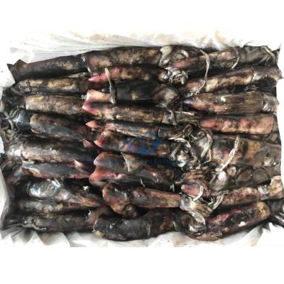 China Whole BQF IQF JELLY JELLY Around Fishing Light Black Squid for sale