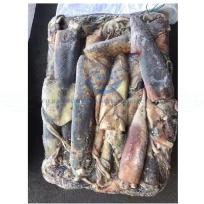 China Low fat frozen on board equator squid for sale for sale