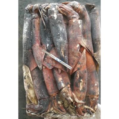 China Cheap Price Nutritious High Quality BQF Small Peru Squid for sale