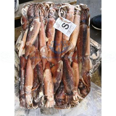 China Nutritious Frozen Squid Supplier From Seafood Illex Argentina for sale