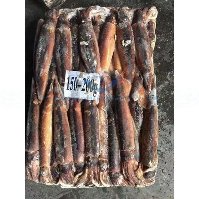 China Nutritious Seafood Jigger Illex Frozen Squid for sale