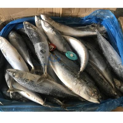 China FROZEN sea fish mackerel frozen fish for sale