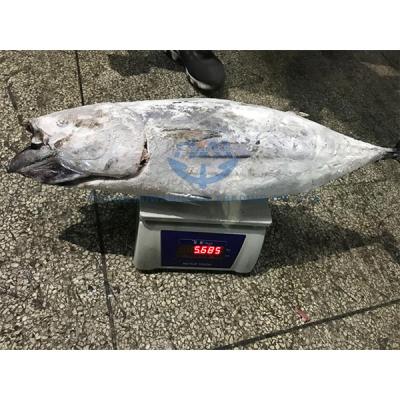 China Seafrozen Whole FROZEN Skipjack Tuna Seafood Round Fish for sale