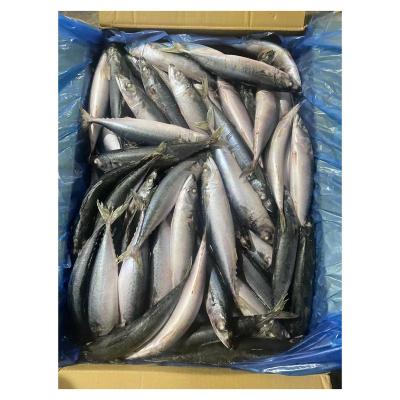 China Low-Fat Wholesale 80-90Pcs Seafrozen Pacific Mackerel BQF NO.8 Whole Round Frozen Mackerel Fish Seafood for Bait for sale