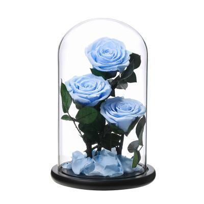 China 3 roses in glass dome 7-8 cm dried roses forever preserved flowers for valentines day gifts 15*25cm for sale