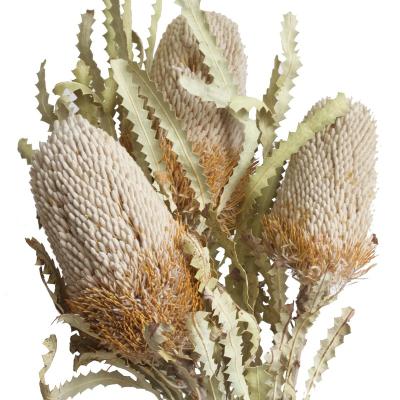 China Natural Flower Instagram Most Popular Dry Flowers Protea Banksia For Christmas Home Decoration for sale